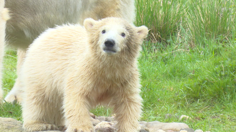 Eisbärdame Nanook feiert ersten Geburtstag (Foto: SAT.1 NRW)