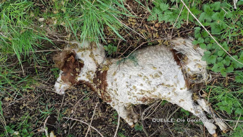 PONYS IM STRAßENGRABEN GEFUNDEN (Foto: SAT.1 NRW)