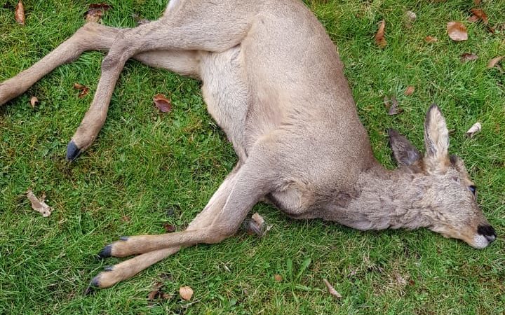 Hunde reißen Reh (Foto: SAT.1 NRW)