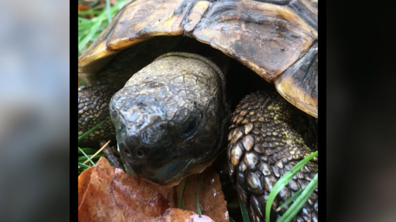 Schildkröte als Wetterfrosch (Foto: SAT.1 NRW)