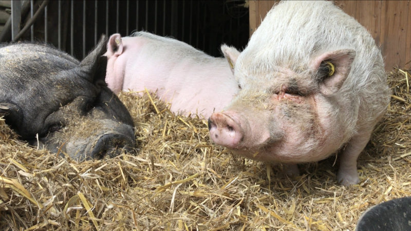 Schweinestall der Zukunft  (Foto: SAT.1 NRW)