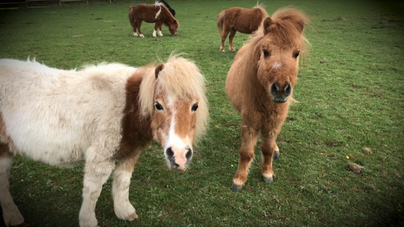 Tiere in Not (Foto: SAT.1 NRW)