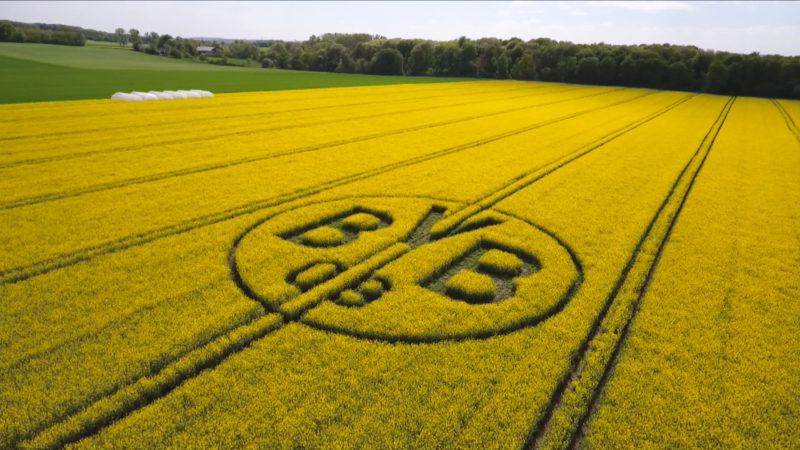 Rapsfeld mit BVB Logo (Foto: SAT.1 NRW)