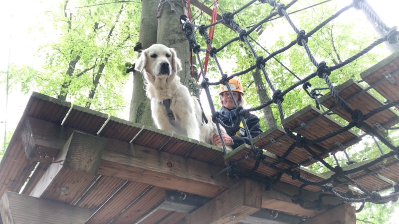 KLETTERPARK FÜR HUNDE (Foto: SAT.1 NRW)