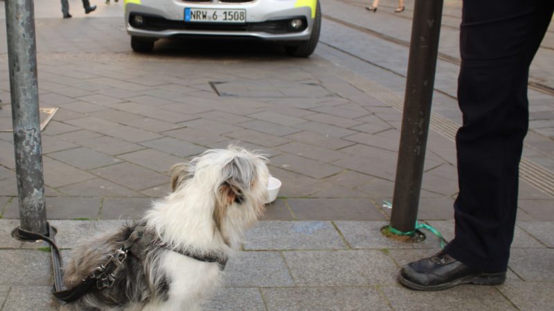 Hund ausgesetzt (Foto: SAT.1 NRW)