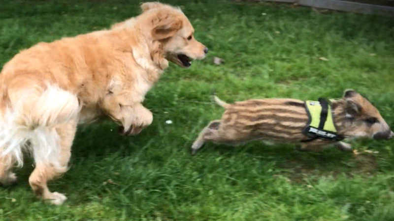 NEUES ZUHAUSE FÜR WAISEN-WILDSCHWEIN (Foto: SAT.1 NRW)