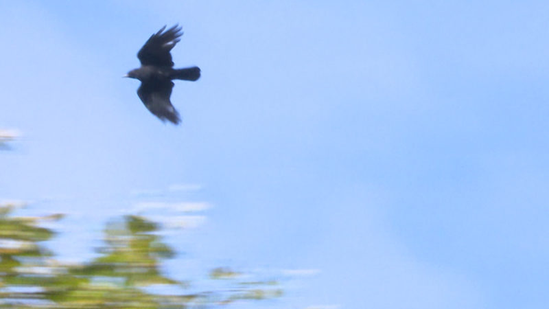 Krähen-Krise (Foto: SAT.1 NRW)