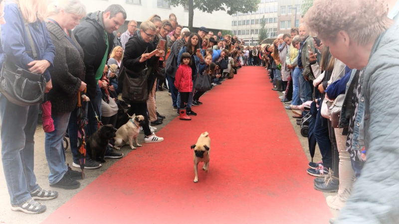 MOPSRENNEN (Foto: SAT.1 NRW)