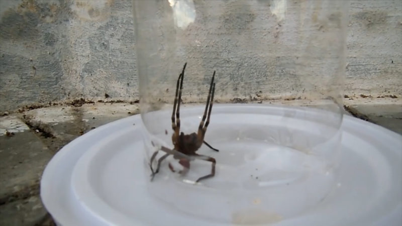 Spinne im Supermarkt (Foto: SAT.1 NRW)