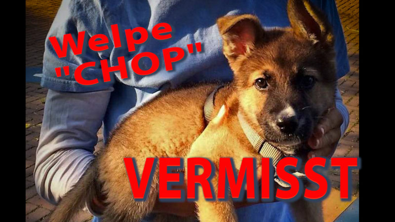Welpe "Chop" verschwunden (Foto: SAT.1 NRW)