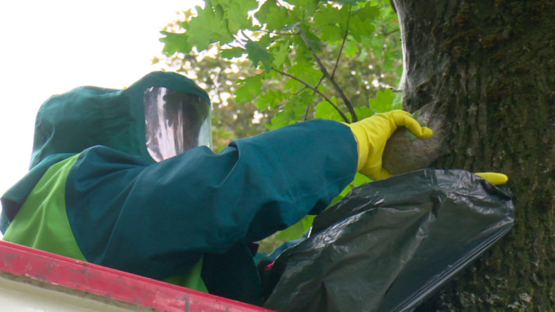 Gefährliche Raupen breiten sich aus (Foto: SAT.1 NRW)