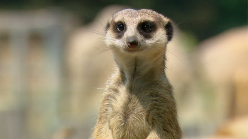 Erdmännchen im Kölner Zoo geboren (Foto: SAT.1 NRW)