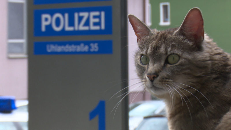 Bochums Kriminal-Katze (Foto: SAT.1 NRW)