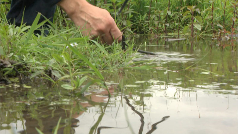 Ringelnattern ausgewildert (Foto: SAT.1 NRW)