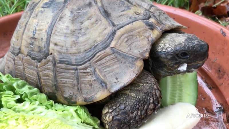 Schildkörte Tommy weg (Foto: SAT.1 NRW)