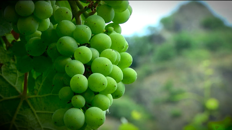 Wein - made in NRW + GEWINNSPIEL (Foto: SAT.1 NRW)