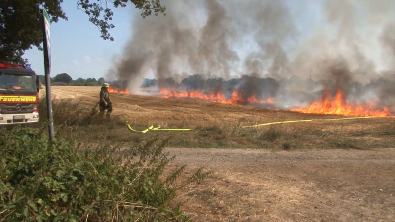 Feldbrand in Westerkappeln (Foto: SAT.1 NRW)