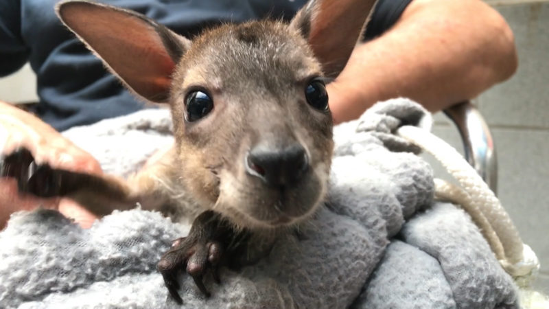 Känguru-Baby in Duisburg (Foto: SAT.1 NRW)