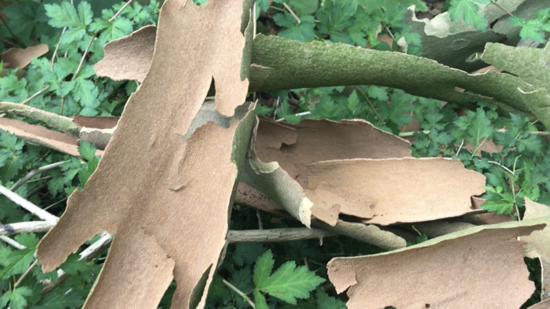 Unsere Bäume sind nackt (Foto: SAT.1 NRW)