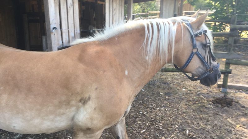 Pferd misshandelt - In Warendorf wird eine Stute ihm Genitalbereich verletzt (Foto: SAT.1 NRW)