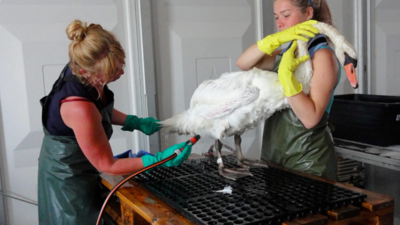 Tierschützer retten Schwäne (Foto: SAT.1 NRW)