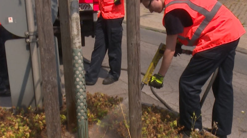 Gefahr durch Trockenheit - Bäume brauchen dringend Wasser (Foto: SAT.1 NRW)