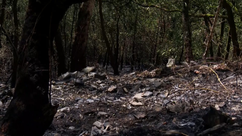 Löscharbeiten abgebrochen - Waldbrand in Altena gestaltet sich als schwierig (Foto: SAT.1 NRW)