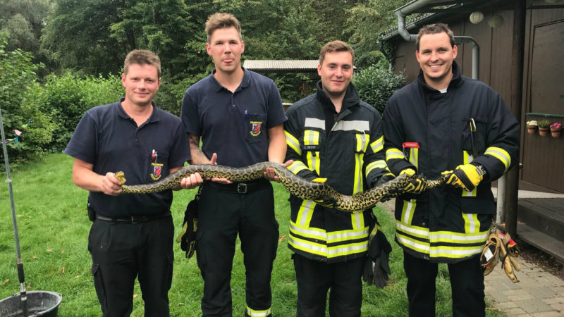 Anakonda von Meerbusch gefangen (Foto: SAT.1 NRW)