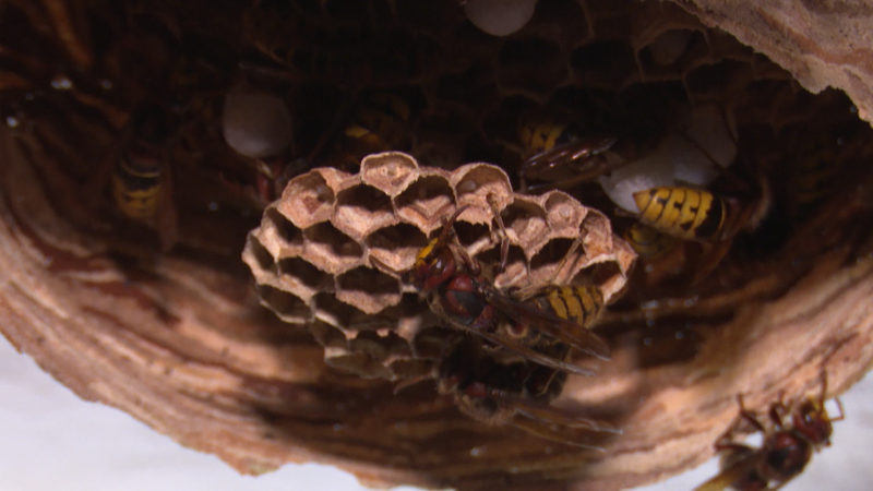 Hornissenplage - wie gefährlich sind die Insekten? (Foto: SAT.1 NRW)