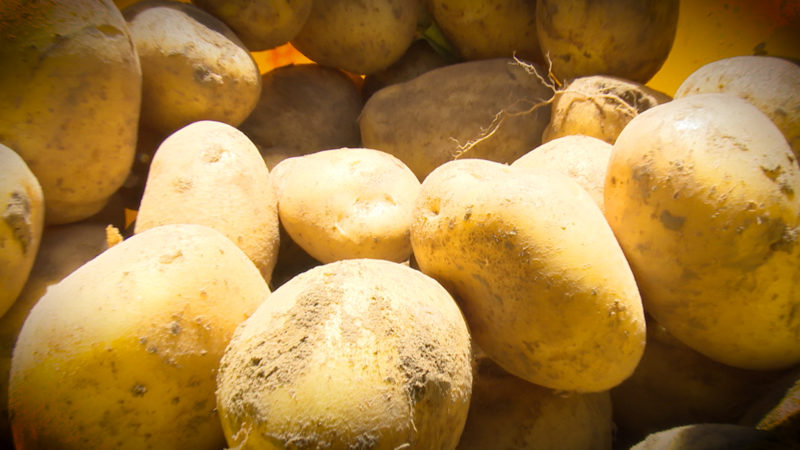 Kartoffelfelder vertrocknet (Foto: SAT.1 NRW)