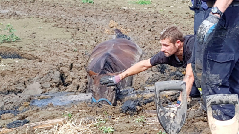 Spektakuläre Pferderettung in Kleve (Foto: SAT.1 NRW)