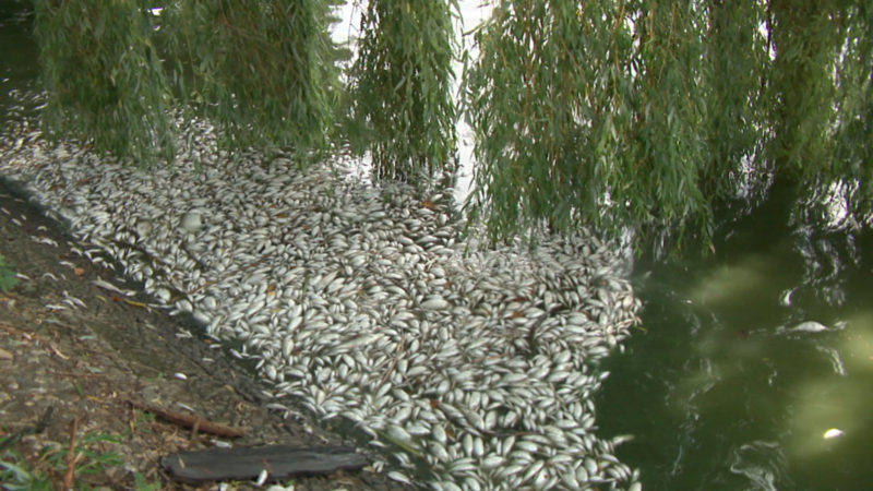 Tote Fische im Aasee (Foto: SAT.1 NRW)