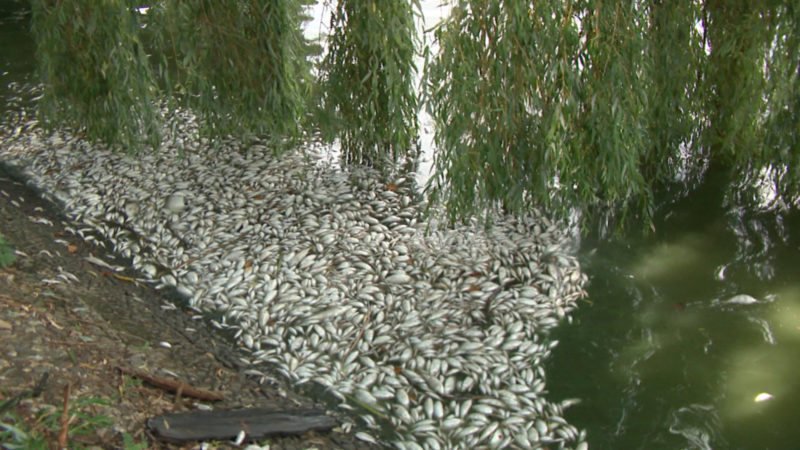 Fischzählung im Aasee (Foto: SAT.1 NRW)