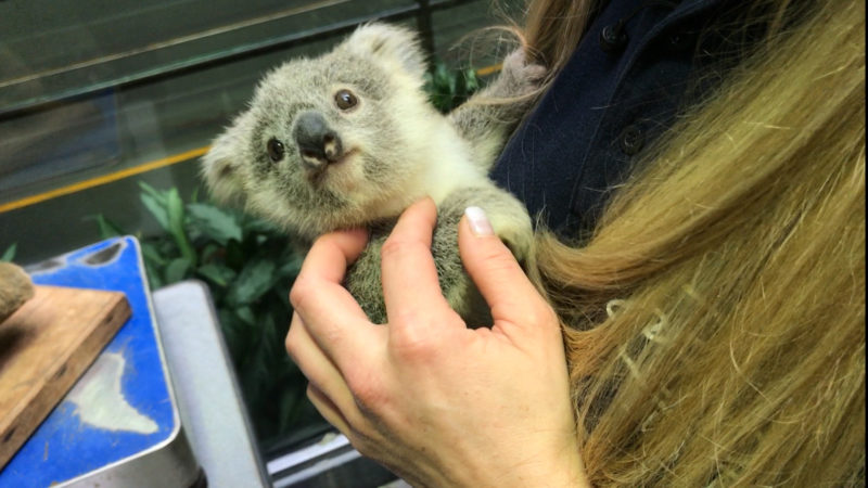 SÜSSES KOALABABY IN DUISBURG (Foto: SAT.1 NRW)