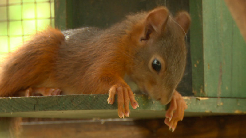 Eichhörnchen finden keine Nahrung (Foto: SAT.1 NRW)