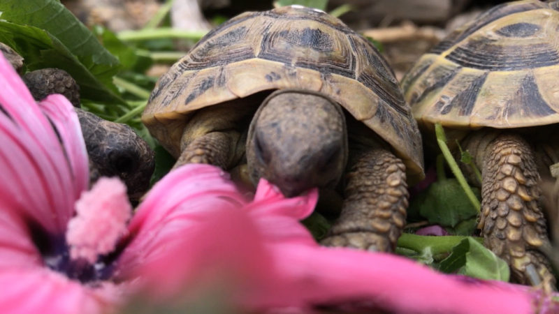 Schildkröten suchen neues Zuhause (Foto: SAT.1 NRW)