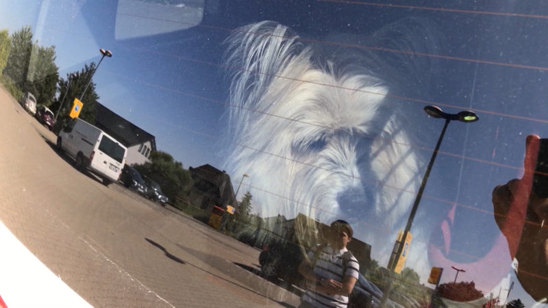 Herrchen lässt Hund im Auto (Foto: SAT.1 NRW)