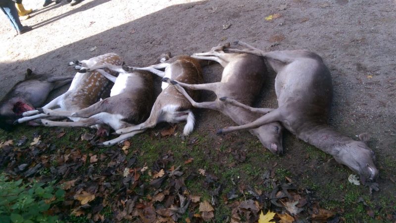 10 Hirschkühe von Wolf gerissen (Foto: SAT.1 NRW)