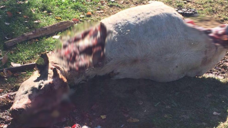 KUH ZERSTÜCKELT (Foto: SAT.1 NRW)