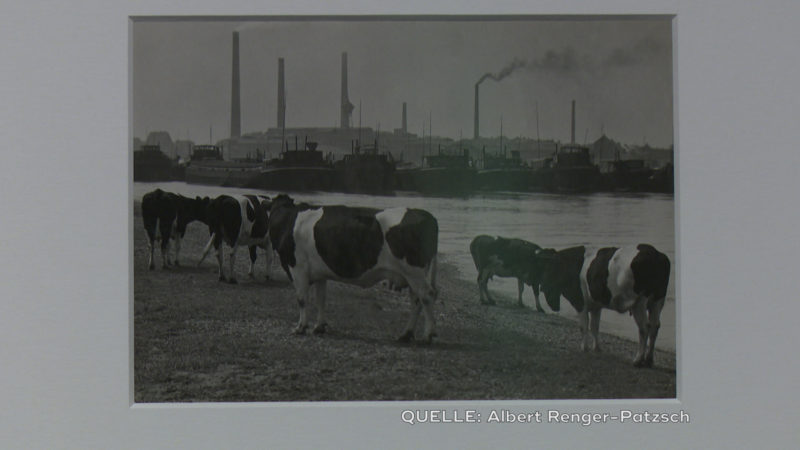 "Kühe an der Ruhrmündung, 1930" (Foto: SAT.1 NRW)