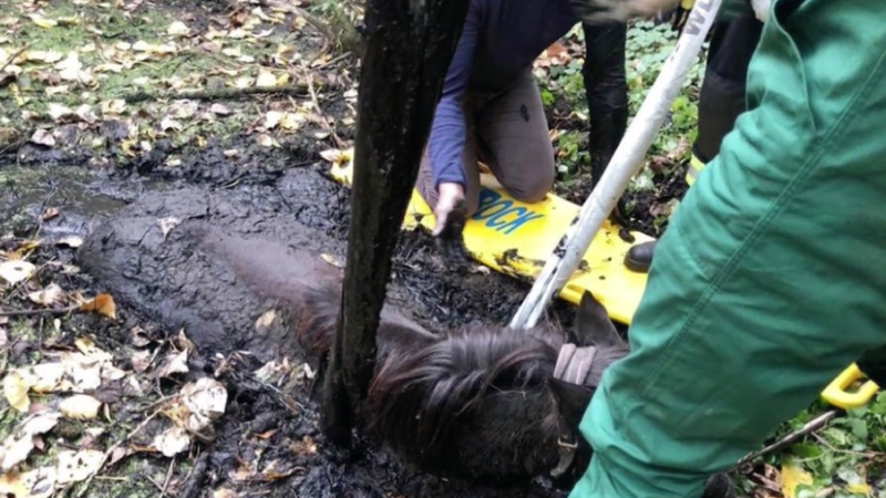 Pferd steckt im Schlamm-Massel (Foto: SAT.1 NRW)