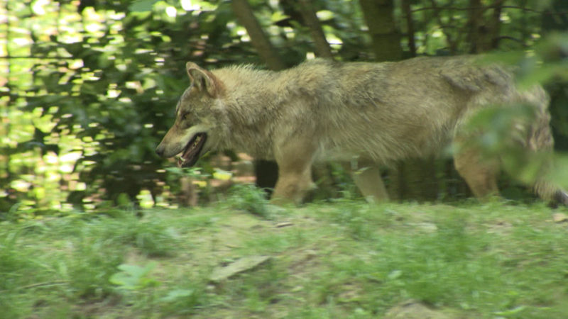 Darf Wölfin Gloria geschossen werden? (Foto: SAT.1 NRW)