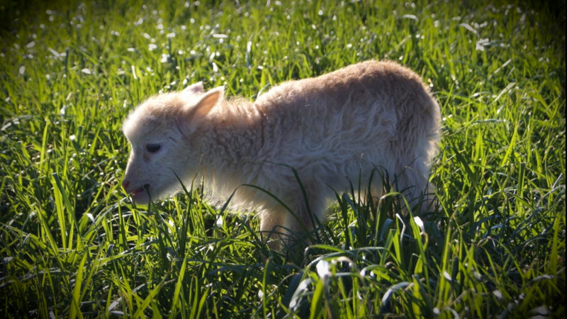 Kopfgeld auf Tierquäler (Foto: SAT.1 NRW)