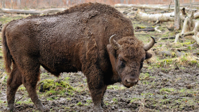 Revision gegen Wisent-Urteil (Foto: SAT.1 NRW)