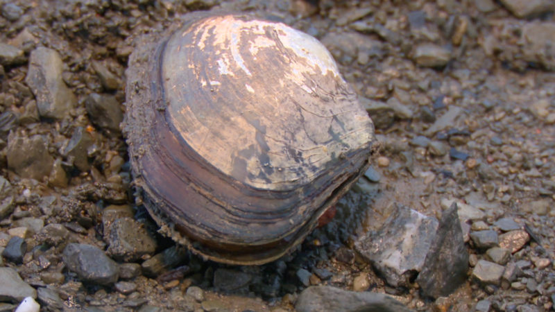 Riesenmuscheln in Gefahr (Foto: SAT.1 NRW)