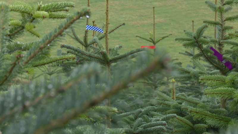 Weihnachtsbaum-Saison ist eröffnet (Foto: SAT.1 NRW)