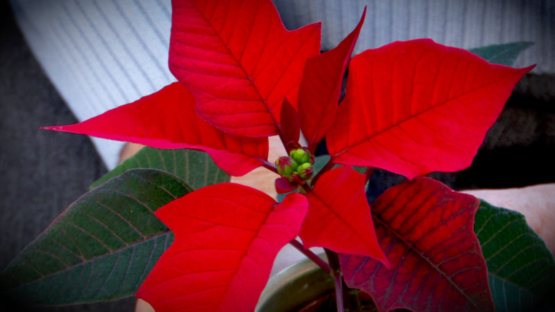 "Weihnachtsphantom" überrascht Senioren (Foto: SAT.1 NRW)