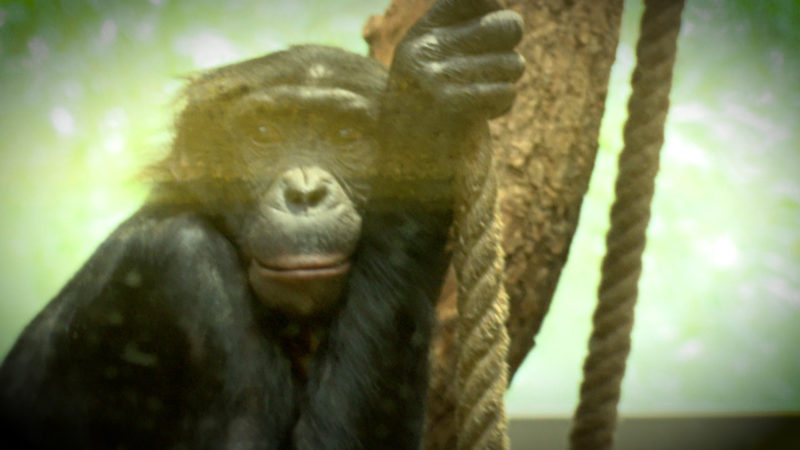 Bonobo-Affe Bili wird gemobbt (Foto: SAT.1 NRW)