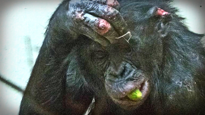 Streit um Bonobo Bili eskaliert (Foto: SAT.1 NRW)