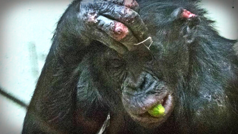 Affe Bili erneut attackiert (Foto: SAT.1 NRW)